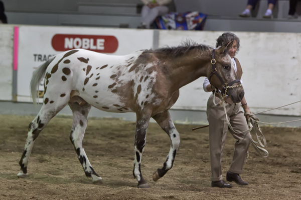 Snowy breeders showcase.jpg